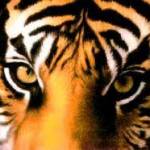 ShYah K Profile Picture