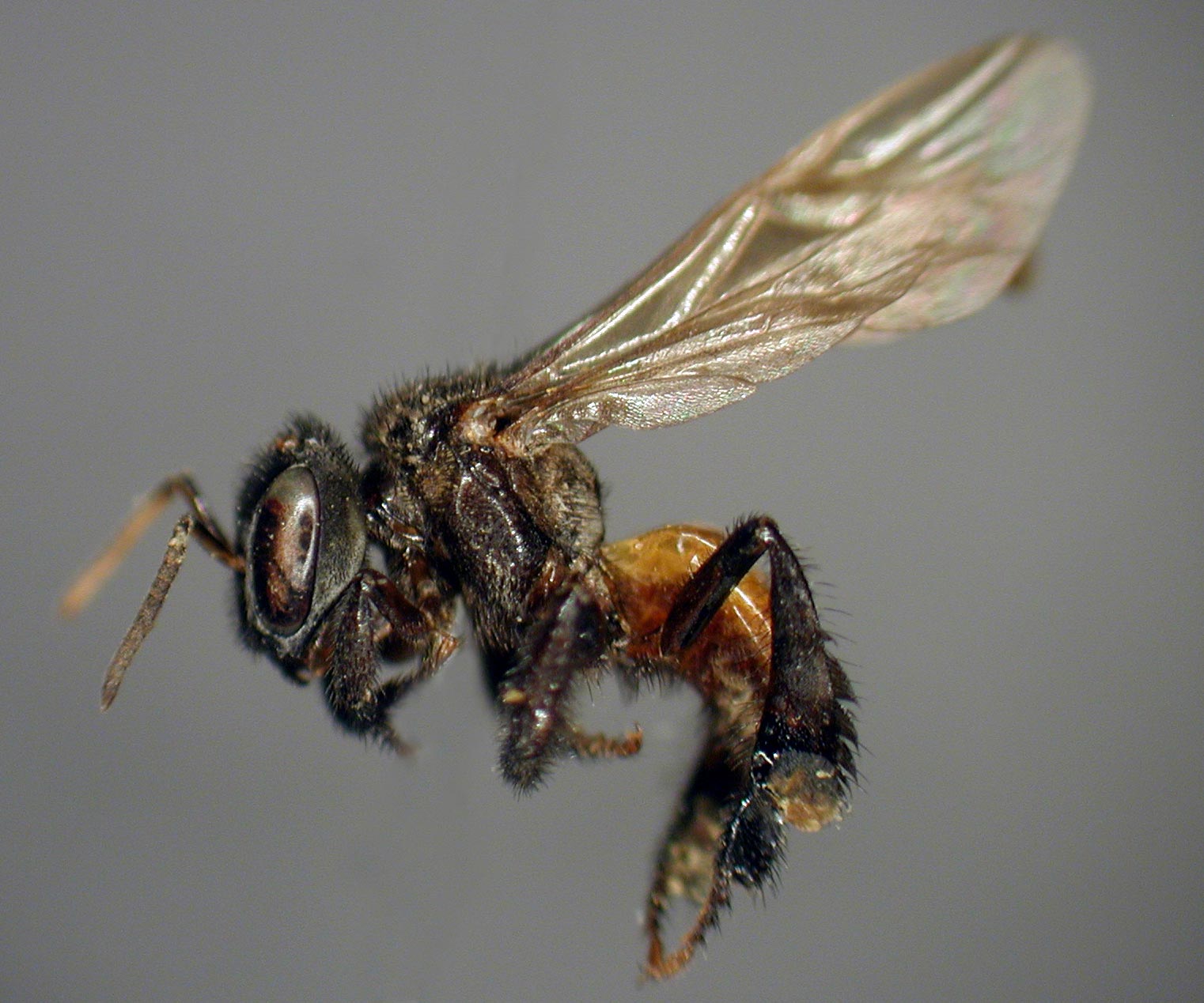 Meat-Eating “Vulture Bees” Sport Acidic Guts and an Extra Tooth for Biting Flesh