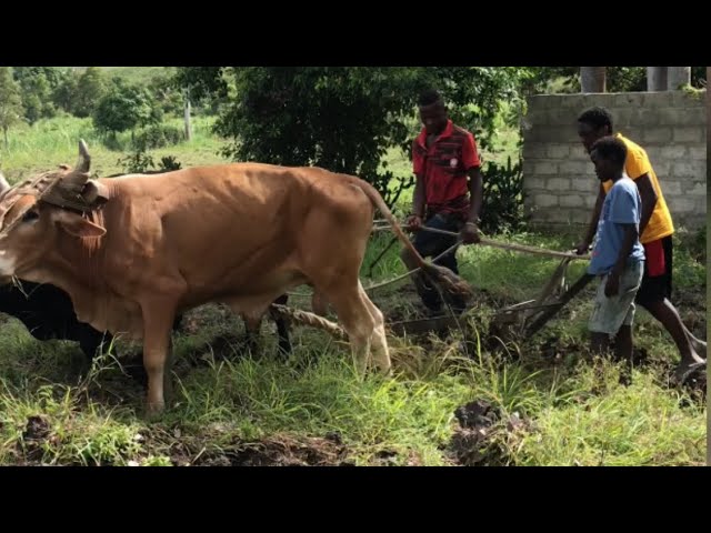 Tilling the Haitian Land