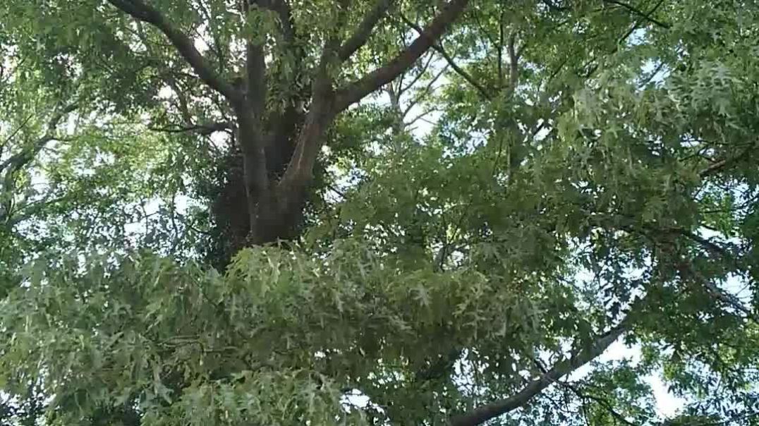 What does an acorn look like or an oak tree? Botany lesson for Home  Schooling