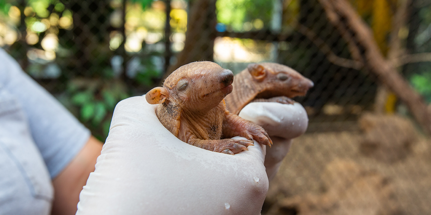 Glyptodon Pups Born at the Smithsonian's National Zoo | Smithsonian's National Zoo