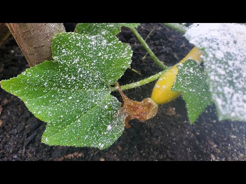 Hey yall I have my first cucumber & summer squash!!? ?? – MUSIC MESSAGE MINISTRY
