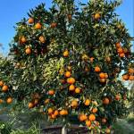 Claude Mcfarlane Profile Picture