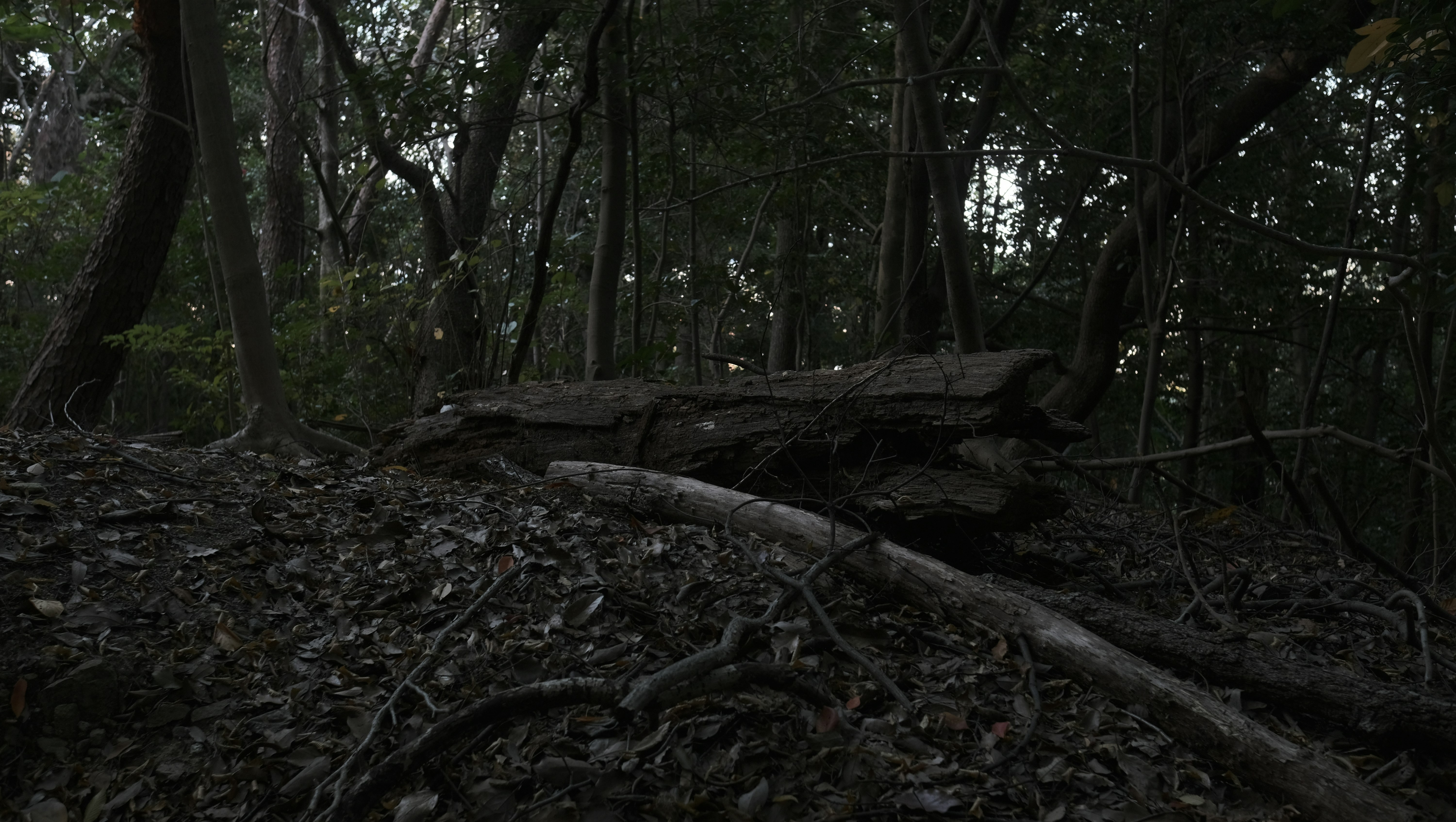 Fundraiser by Kyha States : Homeless Divorcee and Desperate!!!